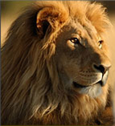 LIONS